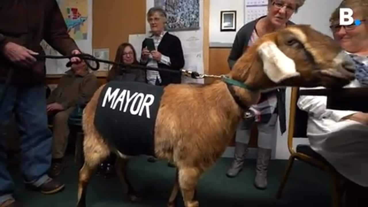 Des animaux sont élus comme maires pour collecter des fonds au Vermont