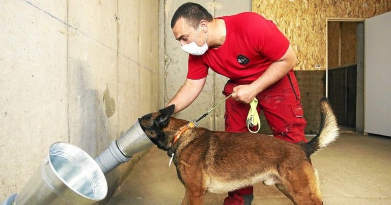 Covid-19 en France: des chiens entraînés pour détecter le virus à base de la sueur humaine