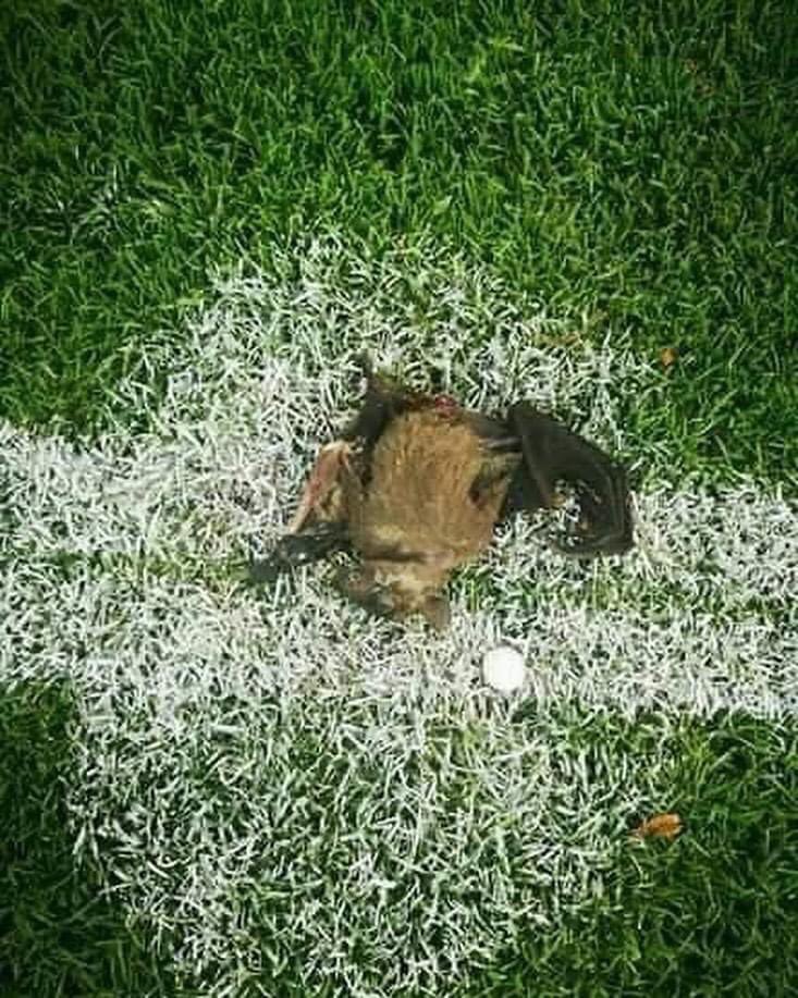 Le coach du Zimbabwe, le Croate Zdravko Logarusic, a découvert au centre du stade Ahmadou Ahidjo de Yaoundé, une chauve-souris morte.