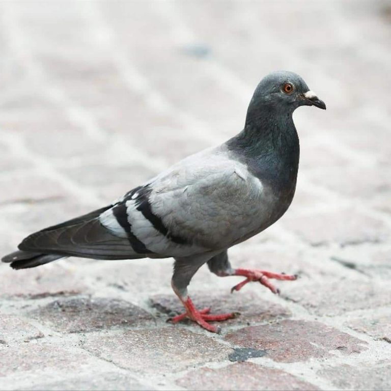 Australie: un pigeon risque la mort pour avoir manqué sa quarantaine