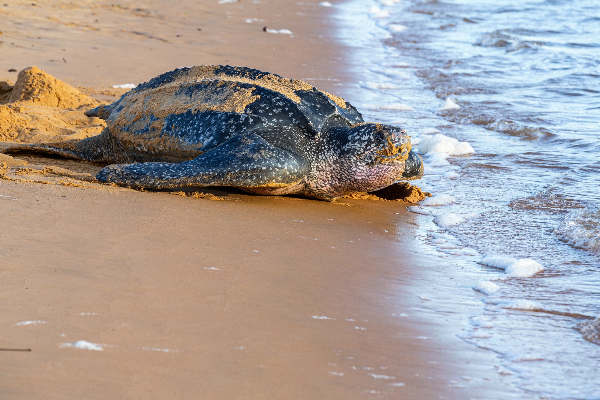 Une tortue luth (illustration) Crédit : jody amiet / AFP