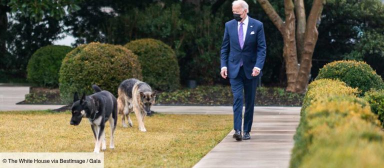 Etats-Unis – Psychose à la Maison-Blanche: le chien de Joe Biden a encore frappé